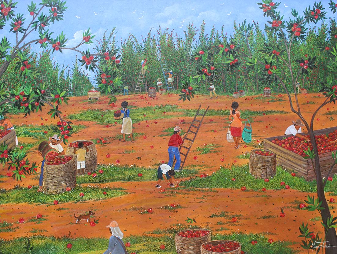  Boa colheita de maçã 